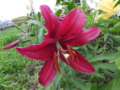 DSCF6716bb.jpg