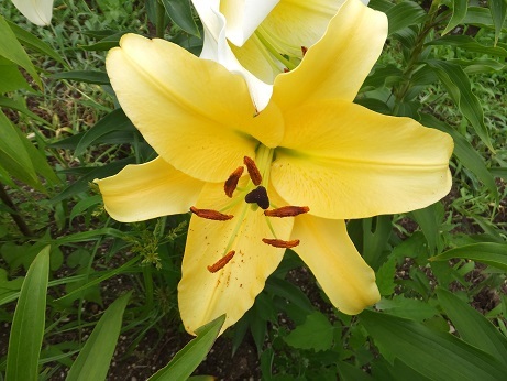 DSCF6717bb.jpg