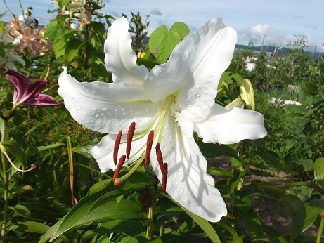 DSCF6795bb.jpg
