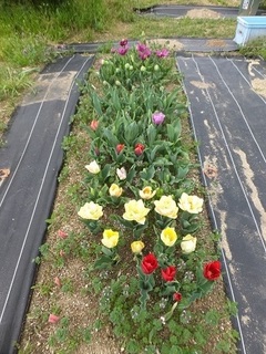 DSCF7350b.jpg