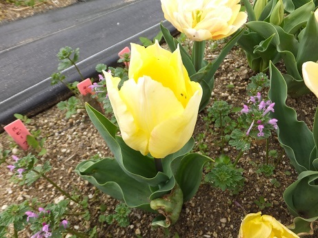 DSCF7352b.jpg