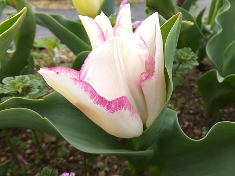DSCF7357b.jpg