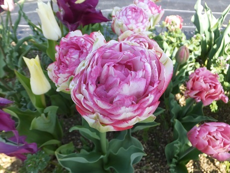 DSCF7400b.jpg