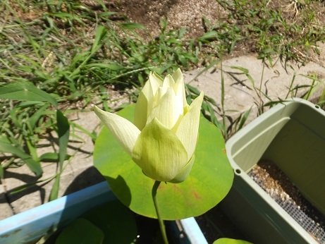 DSCF7923b.jpg