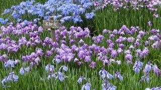 D花菖蒲畑.jpg