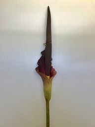 こんにゃく3.jpg
