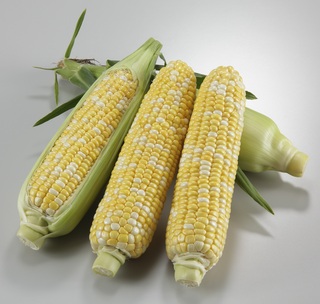 とうもろこし スイートデュオ.jpg