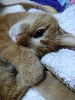 にゃあこ.jpg