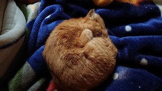 にゃあこ.jpg