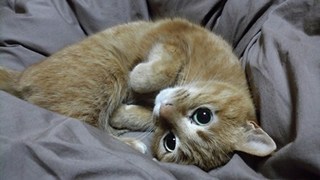 にゃあこ.jpg