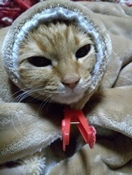 にゃあこ@.jpg