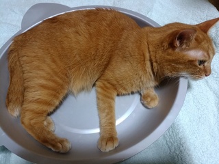 にゃあこA.jpg