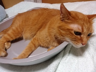 にゃあこB.jpg