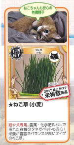 ねこ草.png