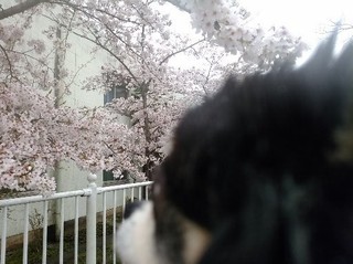 チョコ.jpg