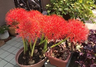 ハエマンサス.jpg
