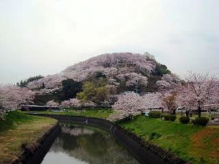 三室山全体 桜.jpg