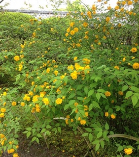 八重山吹.jpg