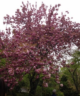 八重桜.jpg