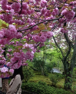 八重桜2.jpg