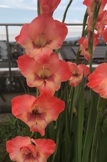 常陸あけぼの.jpg