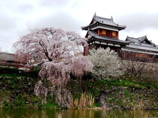枝垂桜.jpg