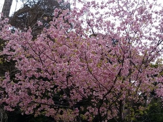 桜@.jpg