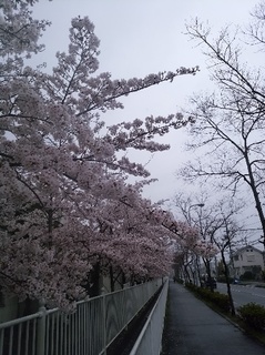 桜A.jpg