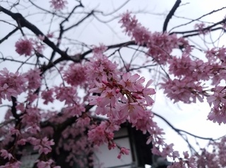 桜B.jpg