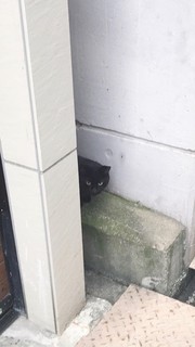 猫.jpg