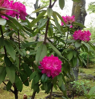 石楠花.jpg