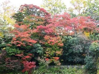 紅葉.jpg