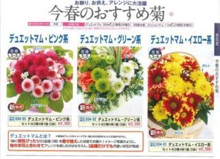 菊.jpg