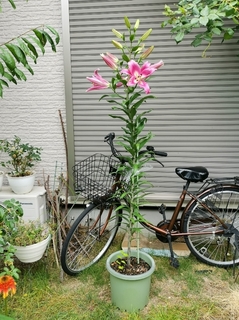 超特大球ユリ 開花.jpg