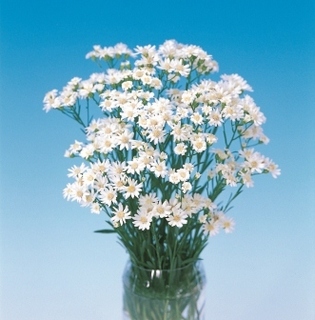 雪白友禅菊.jpg