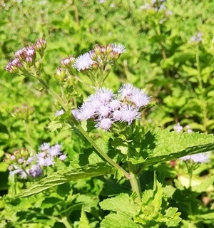 青花ふじばかま.jpg