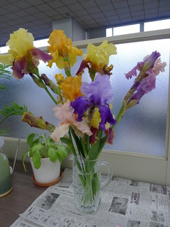 P1050155.jpg