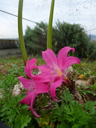 P1050624.jpg
