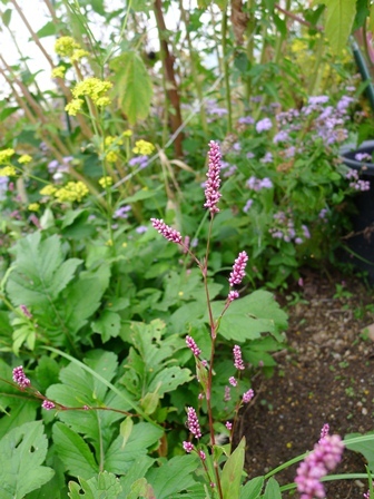 P1050625.jpg
