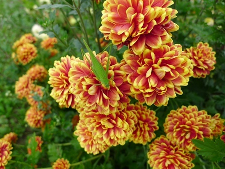 菊の花 今が旬！: うるわしのガーデン！・・・までの長い道のり<br