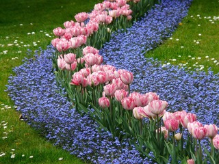 tulips-g39e3f41a6_1280.jpg